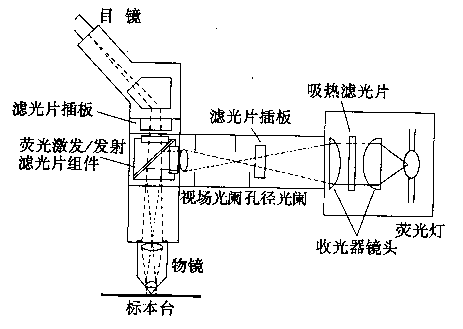 熒光顯微鏡原理圖，激發(fā)濾板和壓制濾色系統(tǒng)