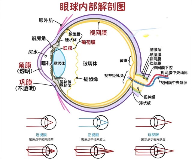 視網(wǎng)膜眼科中不同波長濾光片的應用